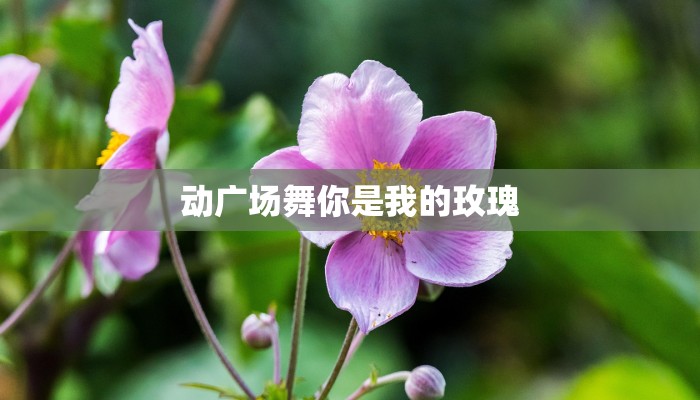 动广场舞你是我的玫瑰 动广场舞你是我的玫瑰